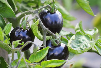 Close-up of plant