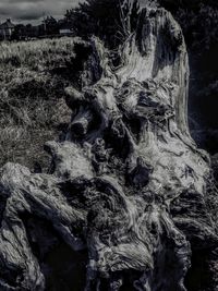 Close-up of roots on tree trunk