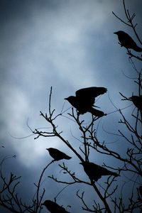 Low angle view of silhouette bird perching on tree against sky