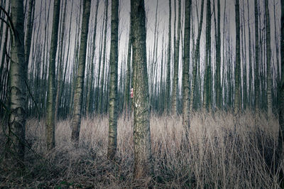 Young man behind tree in forest