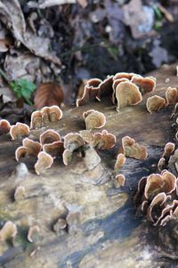 High angle view of mushrooms growing on land