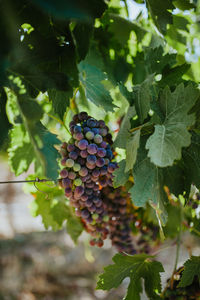 Close-up of grapes growing in vineyard