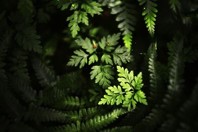 Close-up of fern leaves