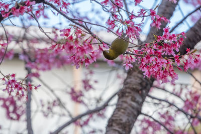 Low angle view of pink flowers on tree