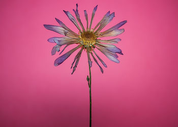 Close-up of pink flower