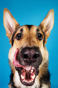 Close-up portrait of a dog against blue background