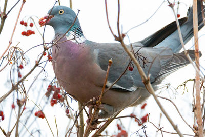 Low angle view of bird perching on branch