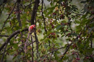 Close-up of red berries on tree