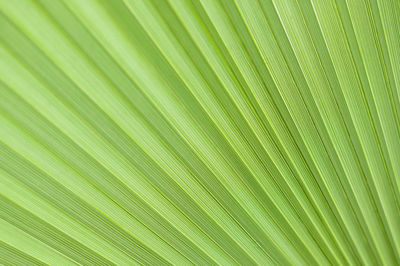 Abstract texture fans of light green palm leaf, natural leafy background