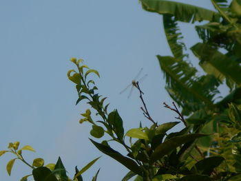 Low angle view of leaves against clear sky