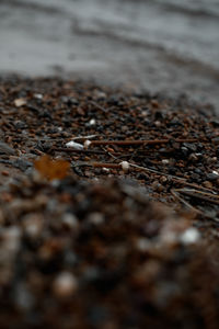 Surface level of stones on shore