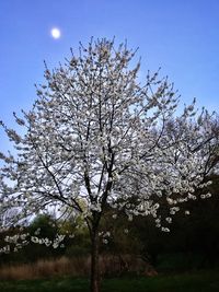 Flower tree against sky