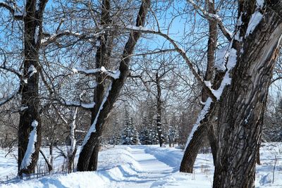 Bare trees on snow covered landscape