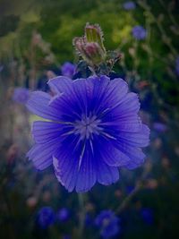 Close-up of purple flower blooming outdoors