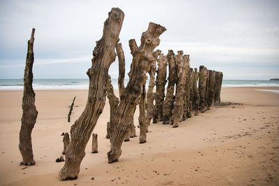 Driftwood on beach by sea against sky