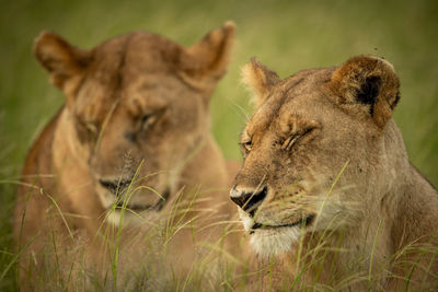 Close-up of two lionesses with eyes closed