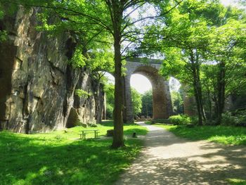 Trees in park