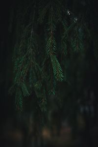 Close-up of pine tree