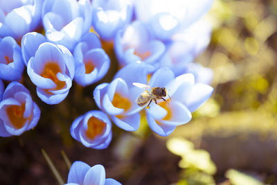 Close-up of bee on purple flower