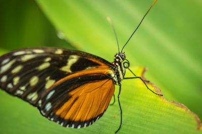 Close-up of butterfly perching on leaf