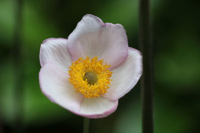 Close-up of yellow flower