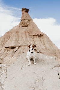 Dog sitting on rock against sky