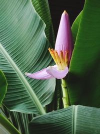 Close-up of pink lotus leaves