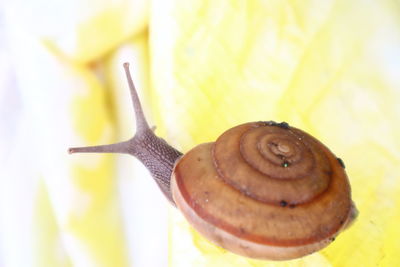 Close-up of snail