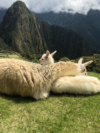 View of sheep on field