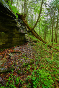 Plants and trees in forest