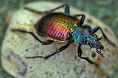 Close-up of beetle on rock