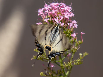 Close-up of butterfly pollinating on pink flower