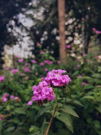 Close-up of pink flowering plant