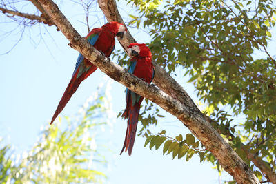 Low angle view of bird perching on tree