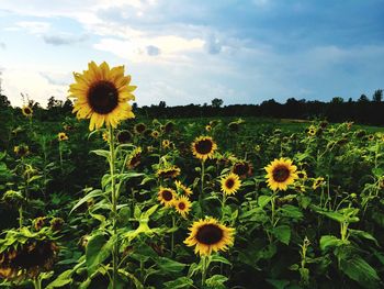 Close-up of sunflower blooming in field