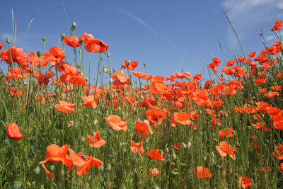 Close-up of red poppy flowers in field