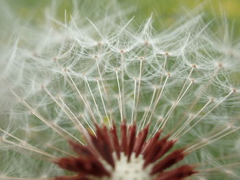 Close-up of dandelion against blurred background