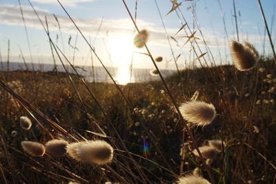 Close-up of thistle on field against sky