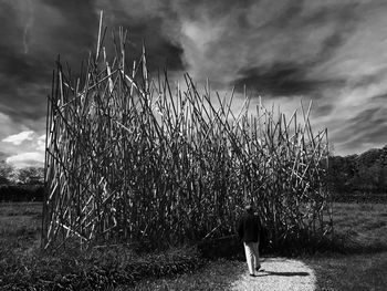 Rear view of dog standing on field against sky