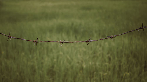 Barbed wire fence on field