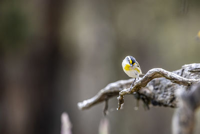 Close-up of bird