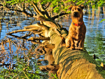 Dog in a lake