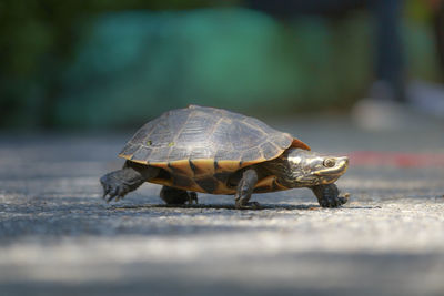 Close-up of crab on road