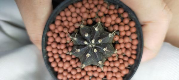 Close-up of hand holding leaf