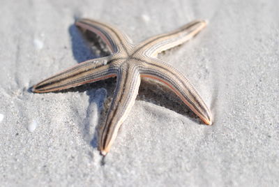 High angle view of lizard on sand