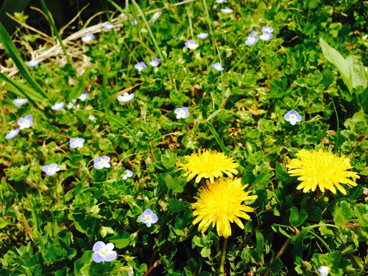 flower, freshness, fragility, petal, growth, white color, flower head, beauty in nature, daisy, high angle view, plant, blooming, nature, field, green color, leaf, yellow, grass, in bloom, day