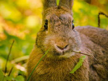 Close-up of brown rabbit