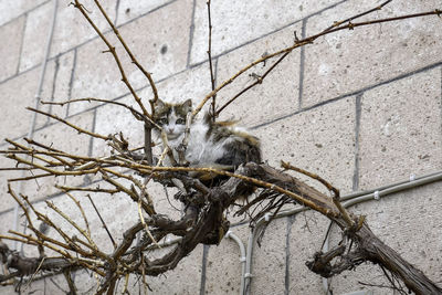 Low angle view of bird perching on branch against wall