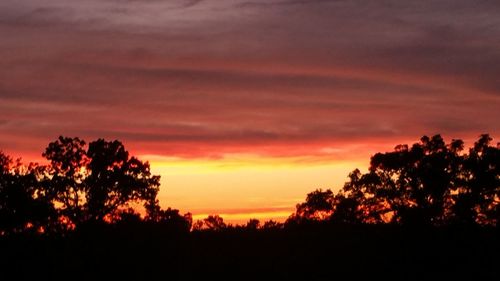 Silhouette of trees at sunset