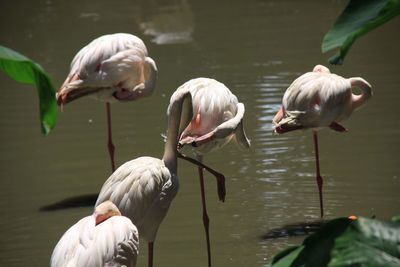 View of birds in lake